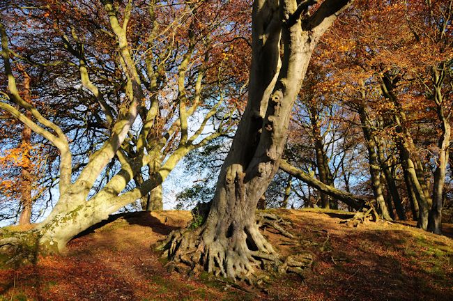 Fisherrow Woodworking Group